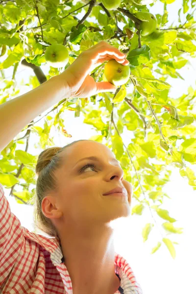 Een jonge vrouw oogsten biologische appels in haar tuin — Stockfoto