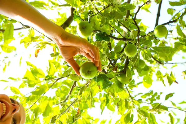 Eine junge Frau erntet Bio-Äpfel in ihrem Garten — Stockfoto