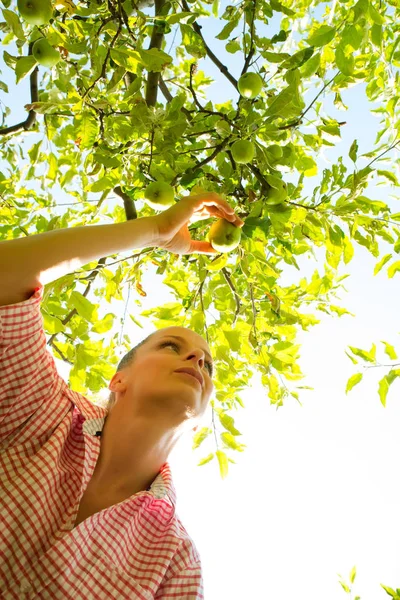 Een jonge vrouw oogsten biologische appels in haar tuin — Stockfoto