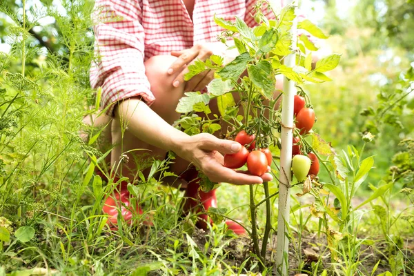 텃밭에서 유기농 토마토를 수확하는 모습 — 스톡 사진
