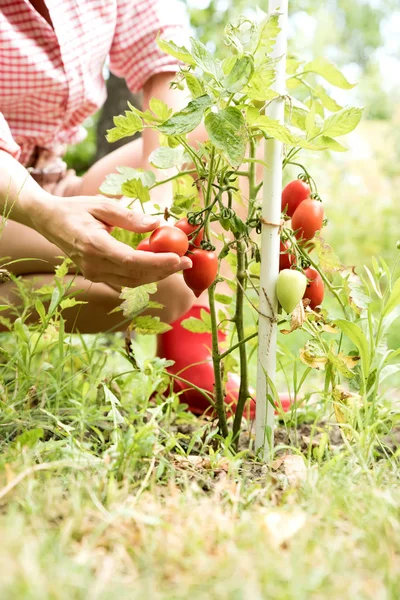 Colheita de tomates orgânicos no jardim — Fotografia de Stock