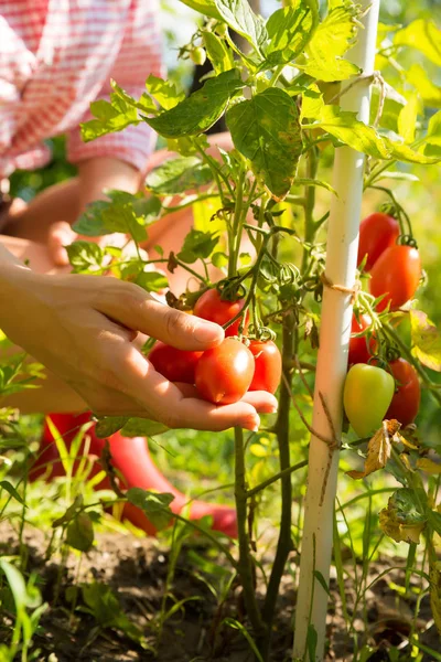 Сбор органических помидоров в саду — стоковое фото