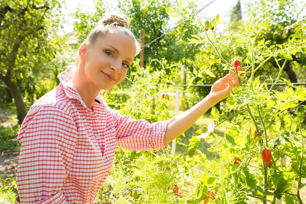 Cosechando tomates orgánicos en el jardín —  Fotos de Stock