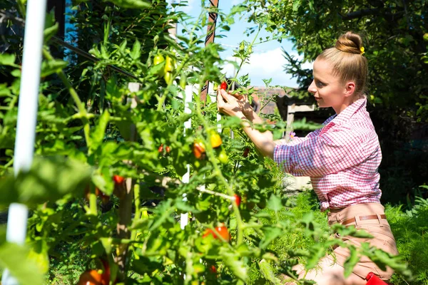 Att skörda ekologiska tomater i trädgården — Stockfoto