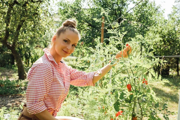 Att skörda ekologiska tomater i trädgården — Stockfoto