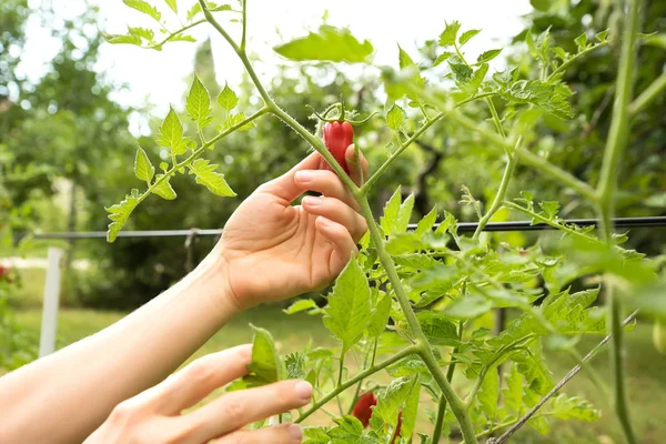 Memanen tomat organik di kebun — Stok Foto