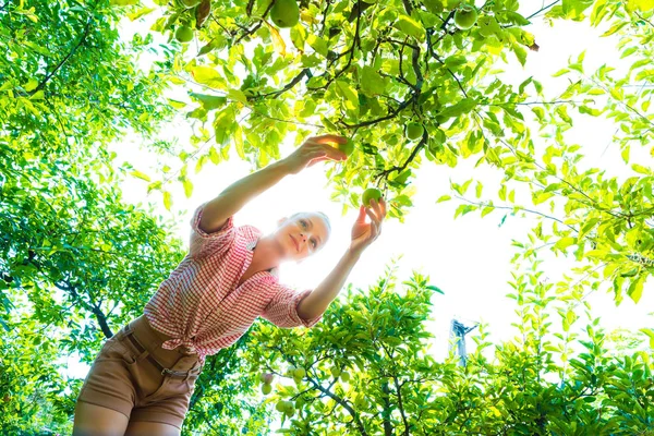 Une jeune femme récolte des pommes biologiques dans son jardin — Photo