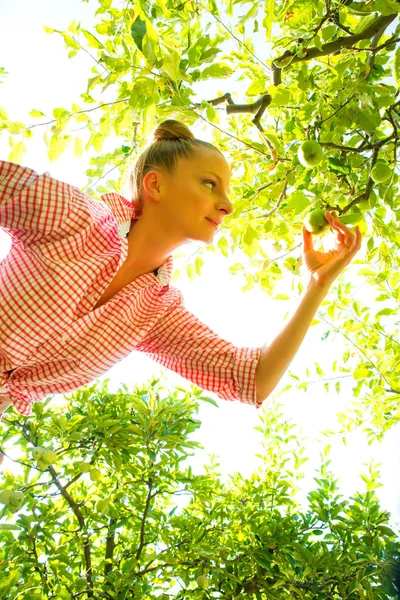 Een jonge vrouw oogsten biologische appels in haar tuin — Stockfoto