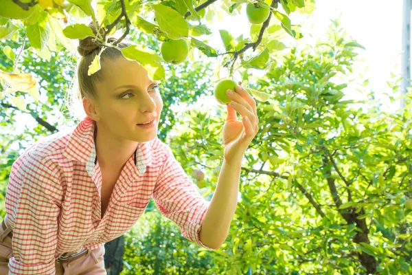 En ung kvinna skörd ekologiska äpplen i sin trädgård — Stockfoto