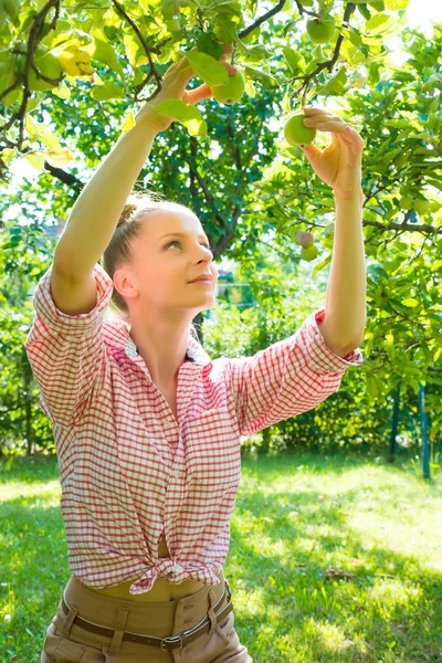 Uma jovem mulher colhendo maçãs orgânicas em seu jardim — Fotografia de Stock