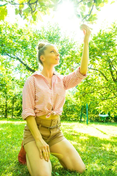 En ung kvinna skörd ekologiska äpplen i sin trädgård — Stockfoto