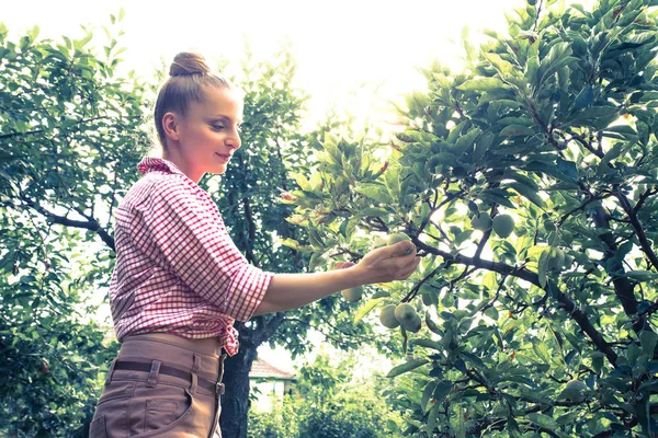Seorang wanita muda panen apel organik di kebunnya — Stok Foto