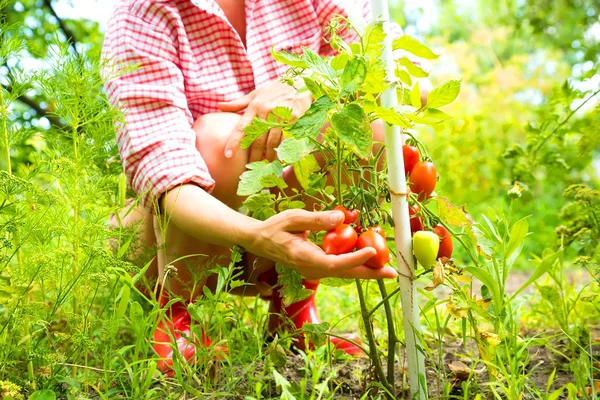 Att skörda ekologiska tomater i trädgården — Stockfoto