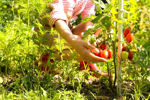 Memanen tomat organik di kebun — Stok Foto