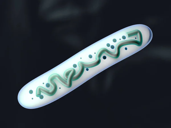 Illustration en 3D d'une bactérie Lactobacillus — Photo