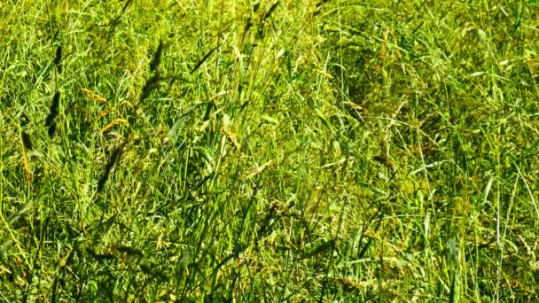 夏天在草地上迎风吹来的新鲜绿草 — 图库视频影像