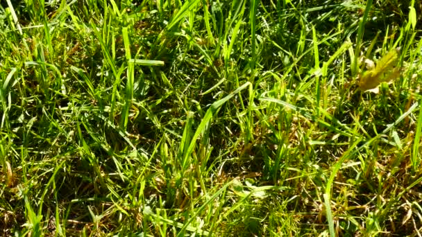 View Windblown Fresh Green Grass Meadow Summer — Stock Video