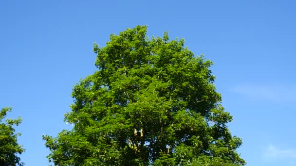 Άποψη Του Θόλου Ενός Φυλλοβόλου Δέντρου Μια Ηλιόλουστη Μέρα — Αρχείο Βίντεο