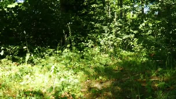 Grön Skog Landskap Med Löv Blåser Vinden — Stockvideo
