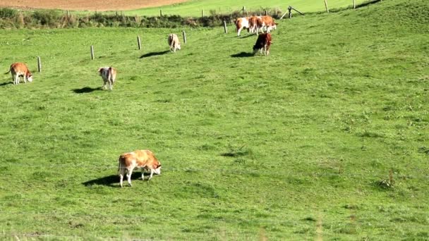 在乡间某个地方的草地上放牧奶牛 — 图库视频影像