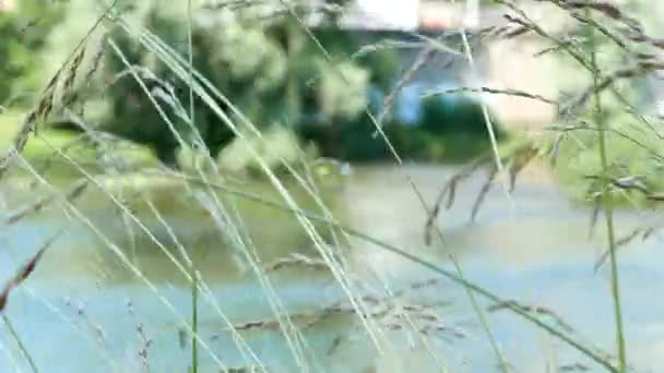 Φύση Χόρτο Καθαρότητα Στην Όχθη Του Ποταμού — Αρχείο Βίντεο