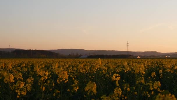 Gele Koolzaad Bloemen Bij Zonsondergang — Stockvideo