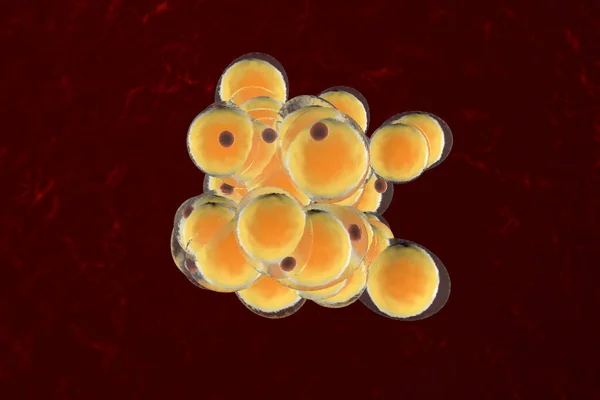 Bir grup yağ hücresi. — Stok fotoğraf