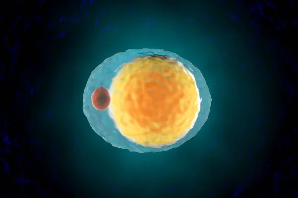 A single Fat cell aka Adipocyte — Stock Photo, Image