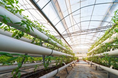 Metal profilden yapılmış bir sera cadı büyüyen sebzeler bitkiler