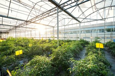 Metal profilden yapılmış bir sera cadı büyüyen sebzeler bitkiler