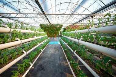 Metal profilden yapılmış bir sera cadı büyüyen sebzeler bitkiler