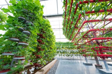 Metal profilden yapılmış bir sera cadı büyüyen sebzeler bitkiler