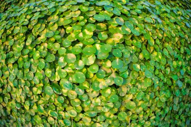 Yeşil yapraklar yeşil arka planlar