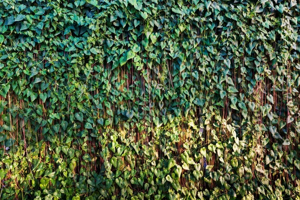 Zielonych liści na zielonym tle — Zdjęcie stockowe