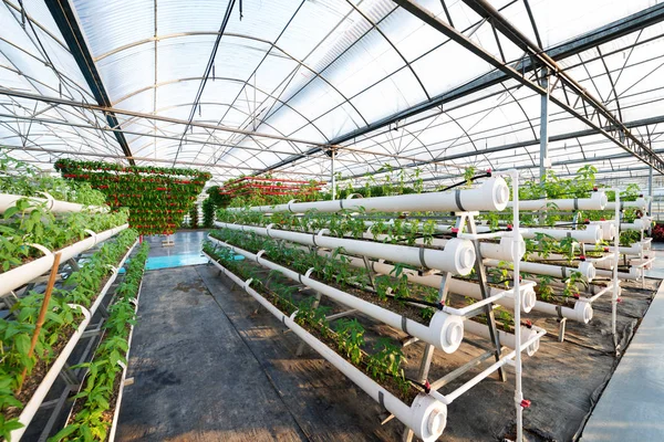 Vegetales Plantas que crecen en una bruja de invernadero hecha de perfil de metal —  Fotos de Stock