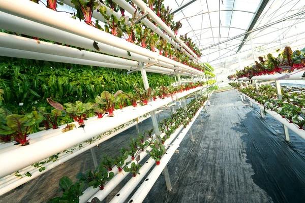 蔬菜植物生长在温室女巫由金属型材 — 图库照片