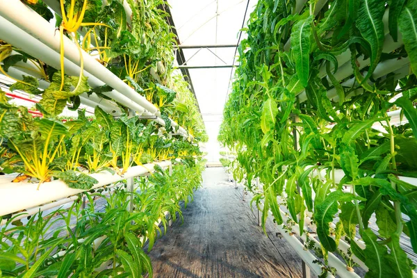 Vegetales Plantas que crecen en una bruja de invernadero hecha de perfil de metal —  Fotos de Stock