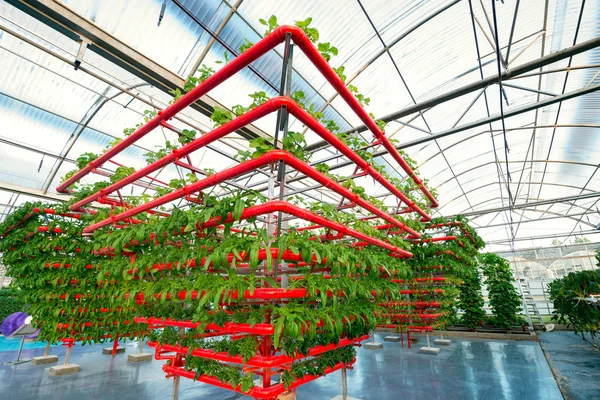 Vegetales Plantas que crecen en una bruja de invernadero hecha de perfil de metal —  Fotos de Stock