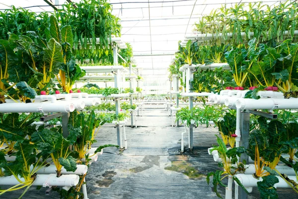 Vegetales Plantas que crecen en una bruja de invernadero hecha de perfil de metal —  Fotos de Stock