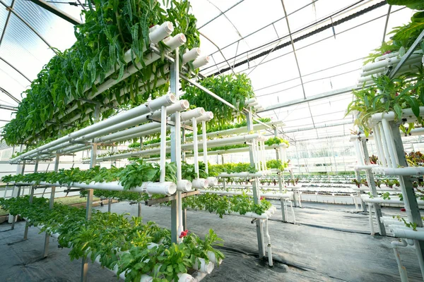 Vegetales Plantas que crecen en una bruja de invernadero hecha de perfil de metal —  Fotos de Stock