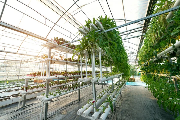Vegetables Plants Growing In A Greenhouse Witch Made From Metal Profile — Stock Photo, Image