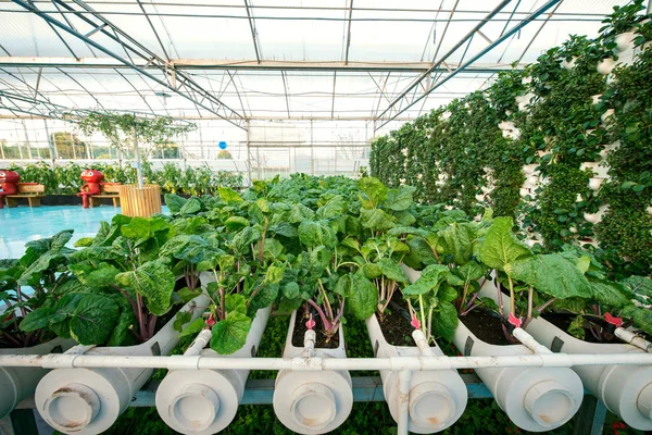 Metal profilden yapılmış bir sera cadı büyüyen sebzeler bitkiler — Stok fotoğraf