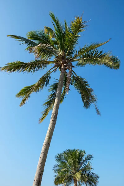 Solnedgång landskap med en stor coconut Palm — Stockfoto