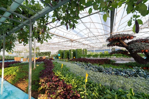 Vegetables Plants Growing In A Greenhouse Witch Made From Metal Profile — Stock Photo, Image