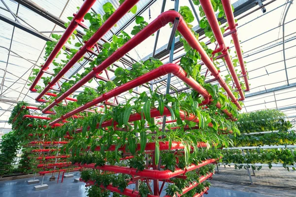 Vegetales Plantas que crecen en una bruja de invernadero hecha de perfil de metal —  Fotos de Stock