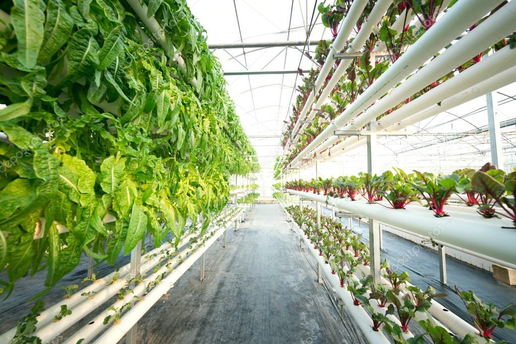 Vegetables Plants Growing In A Greenhouse Witch Made From Metal Profile