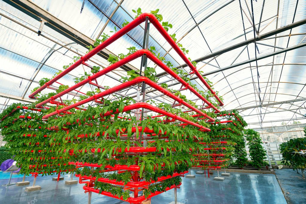 Vegetables Plants Growing In A Greenhouse Witch Made From Metal Profile