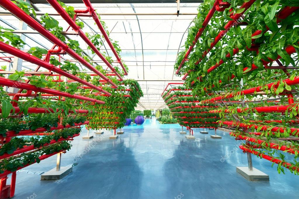 Vegetables Plants Growing In A Greenhouse Witch Made From Metal Profile