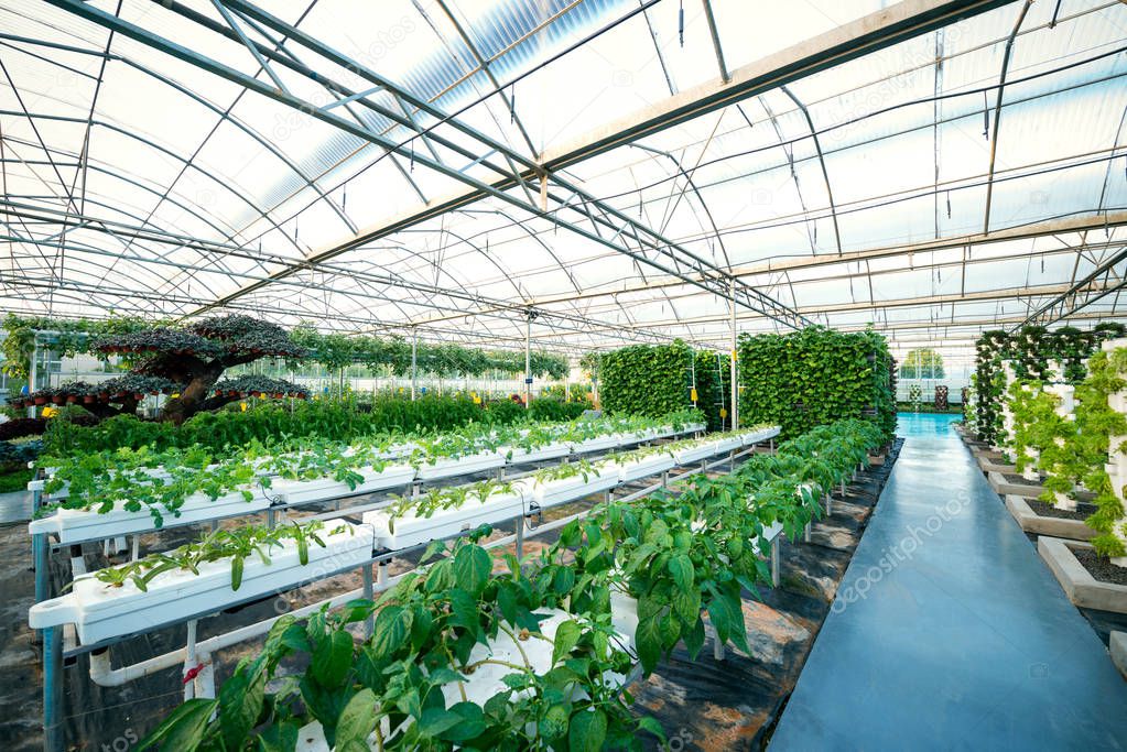 Vegetables Plants Growing In A Greenhouse Witch Made From Metal Profile