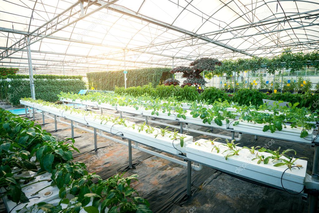 Vegetables Plants Growing In A Greenhouse Witch Made From Metal Profile